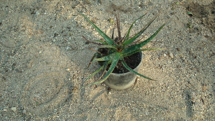 DSC00627 - Cactusi