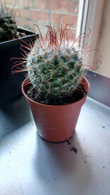 M. bombycina - Mammillaria