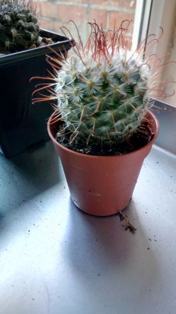 M. bombycina - Mammillaria