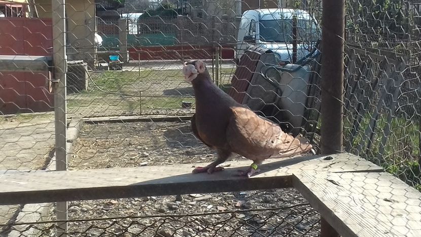 Mascul2017 - Lot 2020