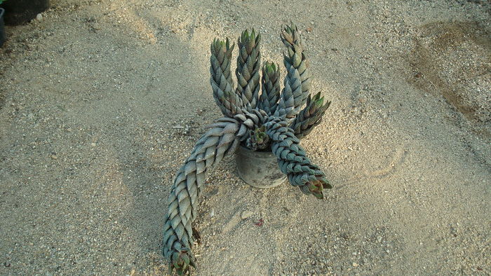DSC00628 - Cactusi