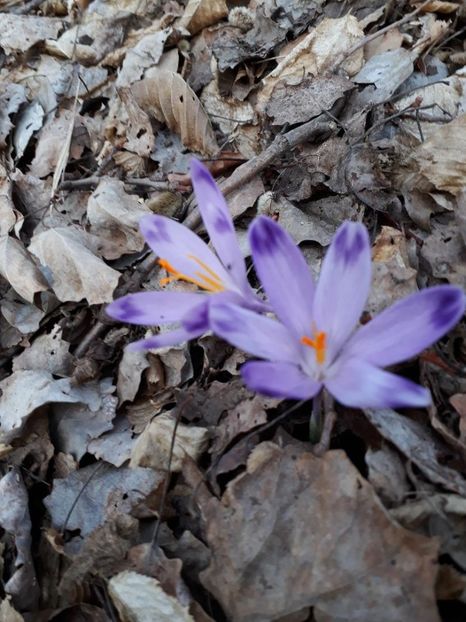 Branduse ...in padurice - 1 Gradina mea