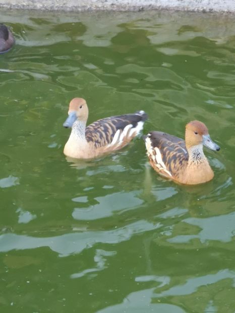  - Gisca Fluieratoare Galbena