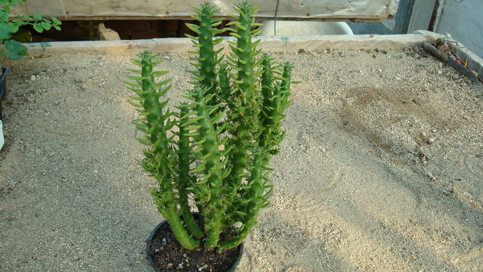 DSC00631 - Cactusi