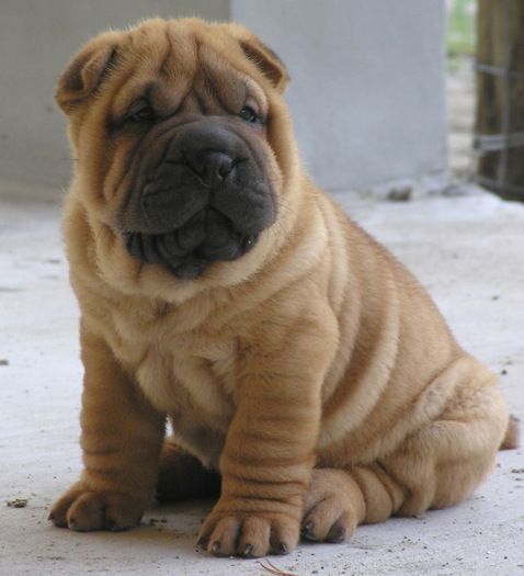 LaurensSharpei - aici va arat cat de mult imi plac cainii