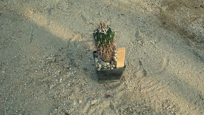 DSC00633 - Cactusi