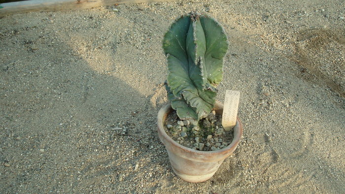 DSC00634 - Cactusi