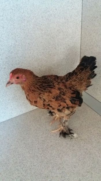 vanduta - De vanzare gainuse mi de flori