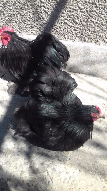  - COCHINCHINA PITIC NEGRU 2023