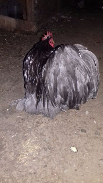  - COCHINCHINA PITIC ALBASTRU 2023