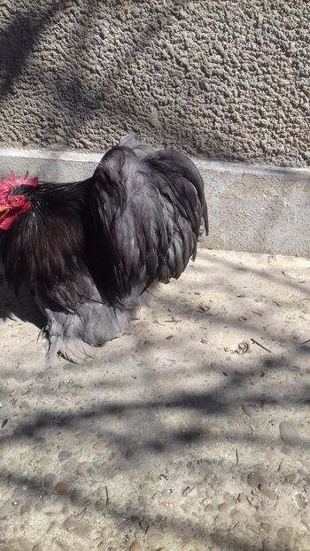  - COCHINCHINA PITIC ALBASTRU 2023