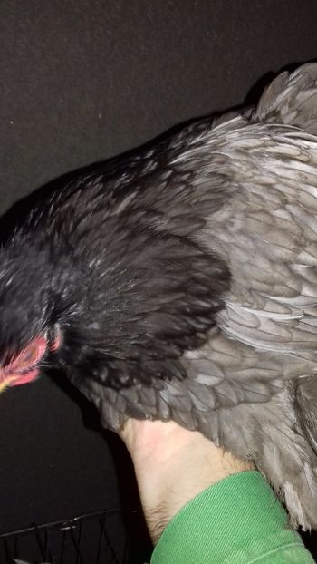  - COCHINCHINA PITIC ALBASTRU 2023