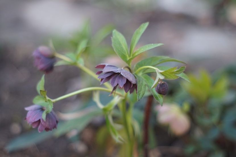  - APRILIE 2019- APRILIE 2020