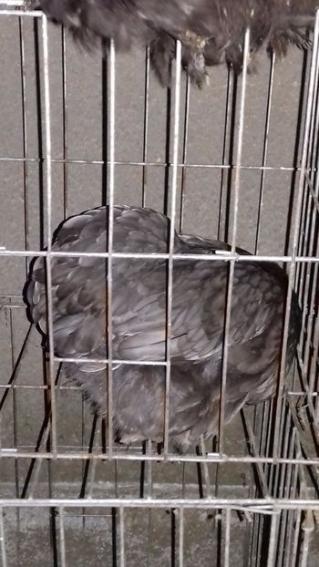  - COCHINCHINA PITIC ALBASTRU 2023