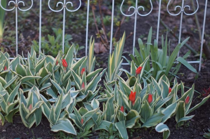  - APRILIE 2019- APRILIE 2020