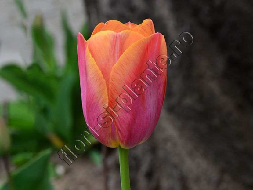 Lalele - Flori gradina