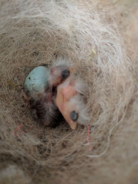  - 00 Canari rasa espaniolitos 2020