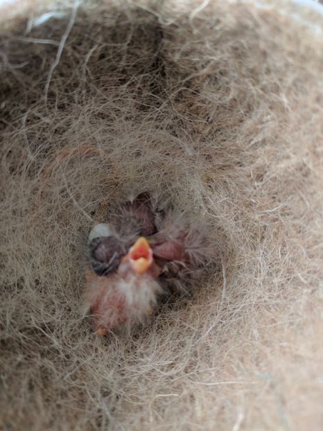  - 00 Canari rasa espaniolitos 2020