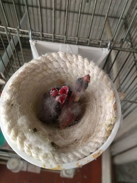  - 00 Canari rasa espaniolitos 2020