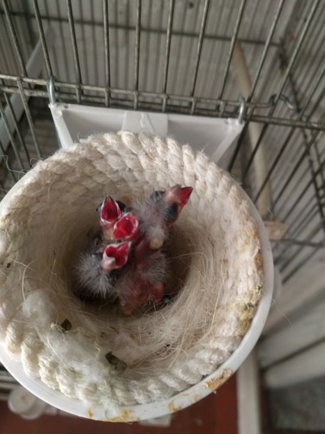  - 00 Canari rasa espaniolitos 2020