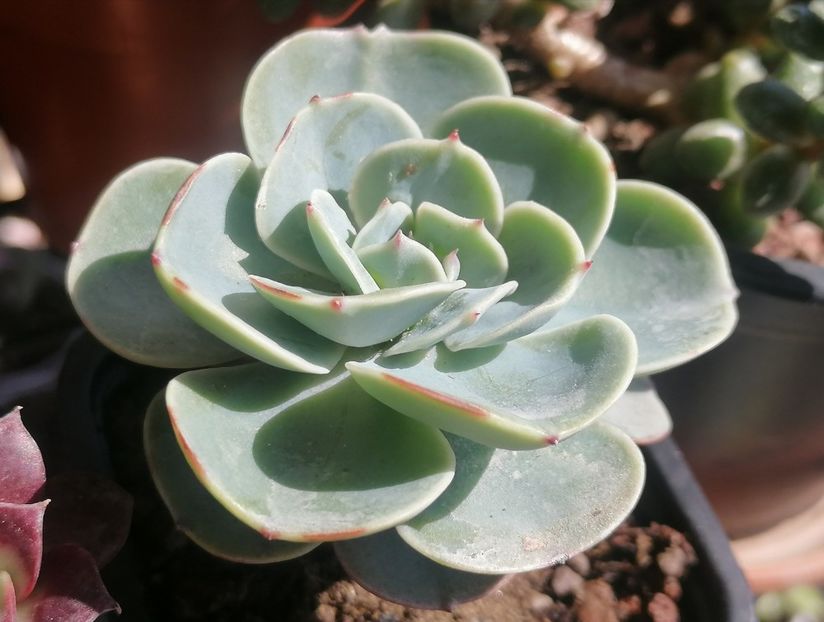 Echeveria imbricata - Echeveria