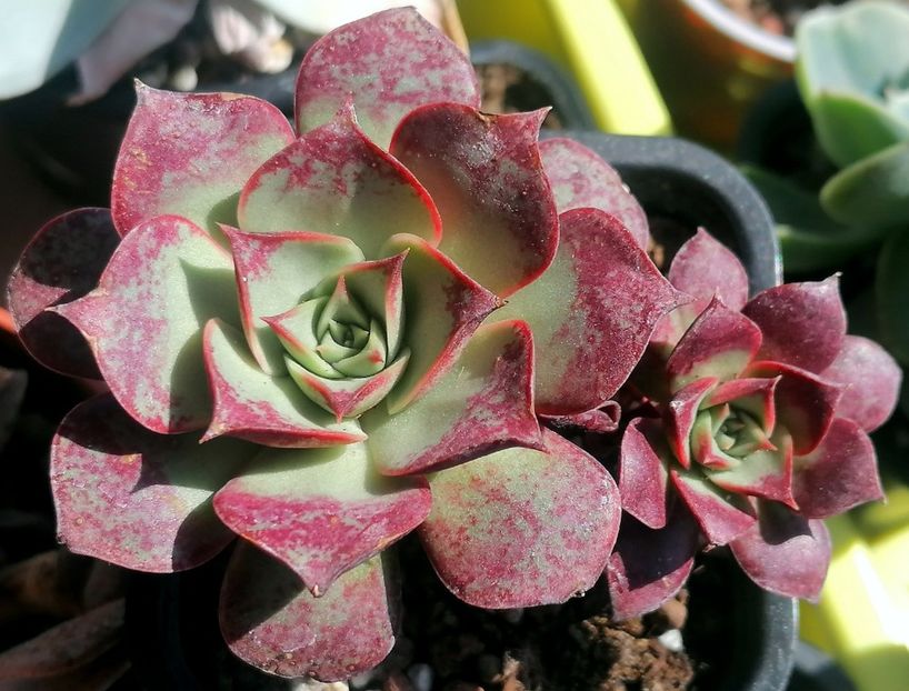 Echeveria longissima - Echeveria