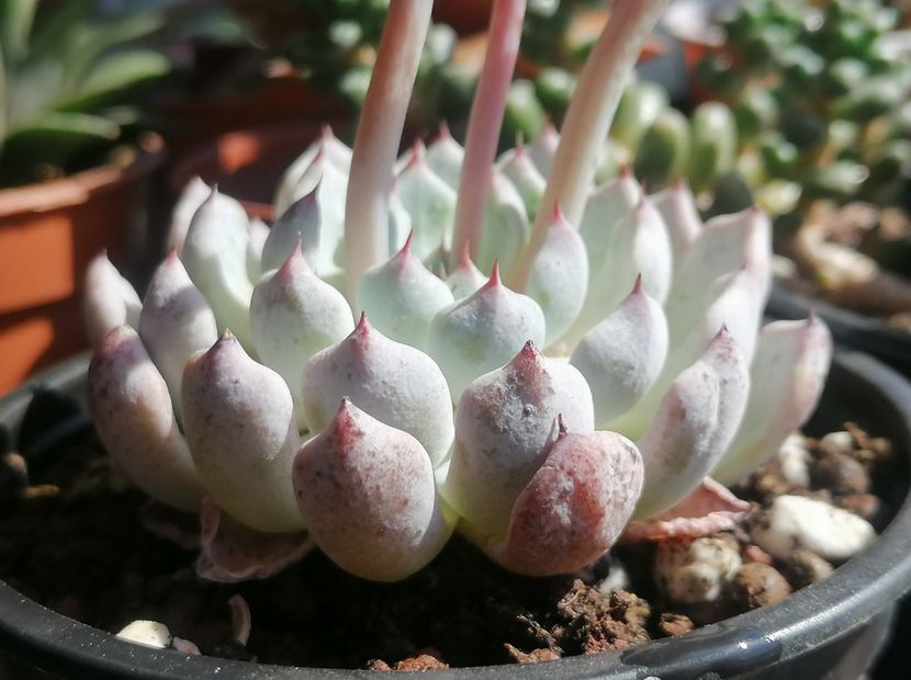 Echeveria cuspidata var. zaragozae - Echeveria