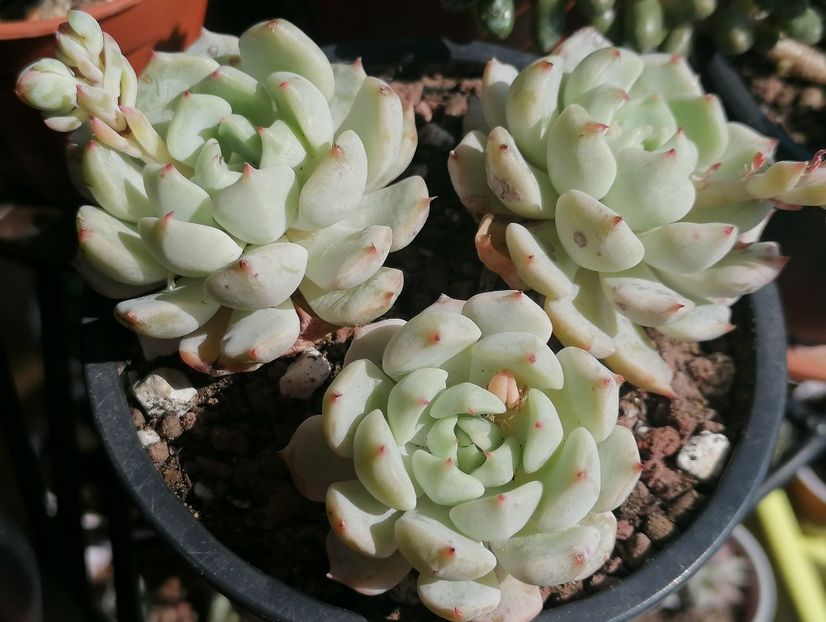Echeveria globulosa - Echeveria