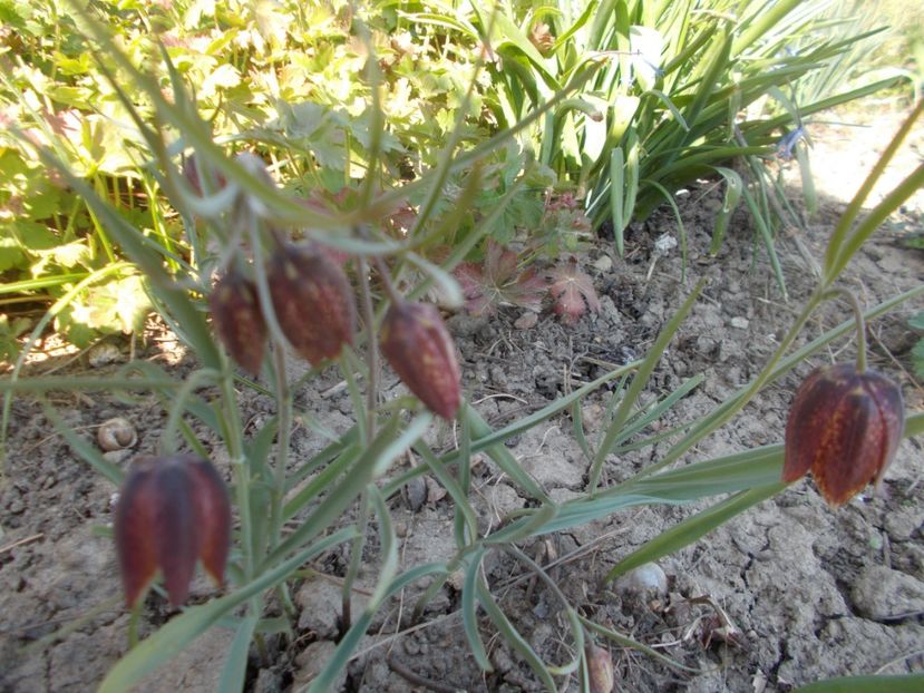  - 2020 Flori de gradina