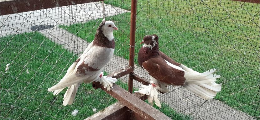 Screenshot_20200320-211714_Gallery - 1 CONTACT