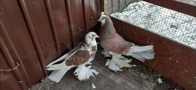 Screenshot_20200320-211604_Gallery - 1 CONTACT