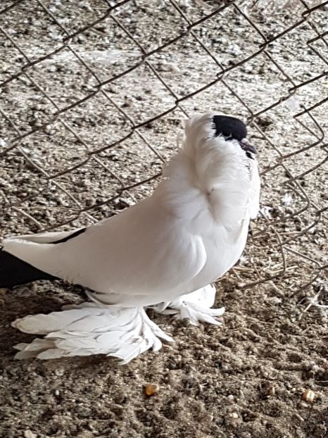  - Porumbei Cap de Maur