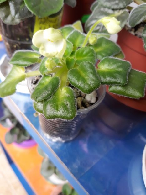  - Mac s Callow Carillion