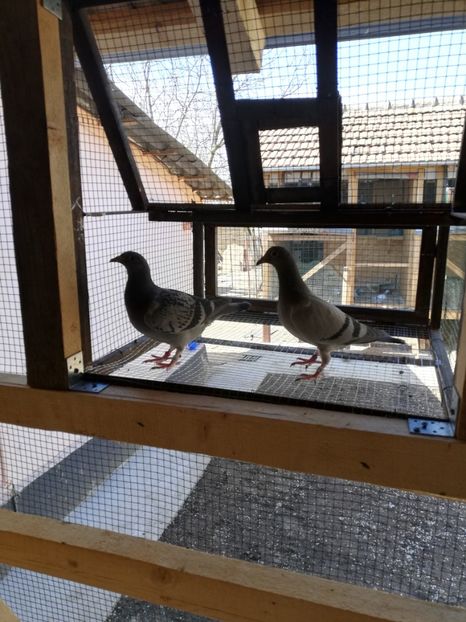  - 2020-Pui Seria întâi