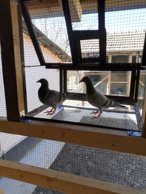  - 2020-Pui Seria întâi