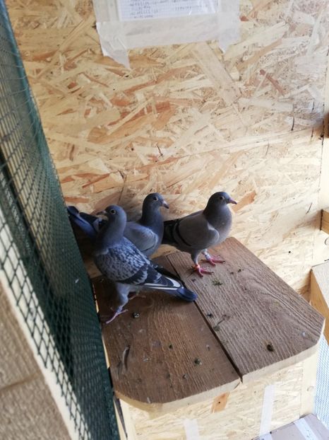  - 2020-Pui Seria întâi