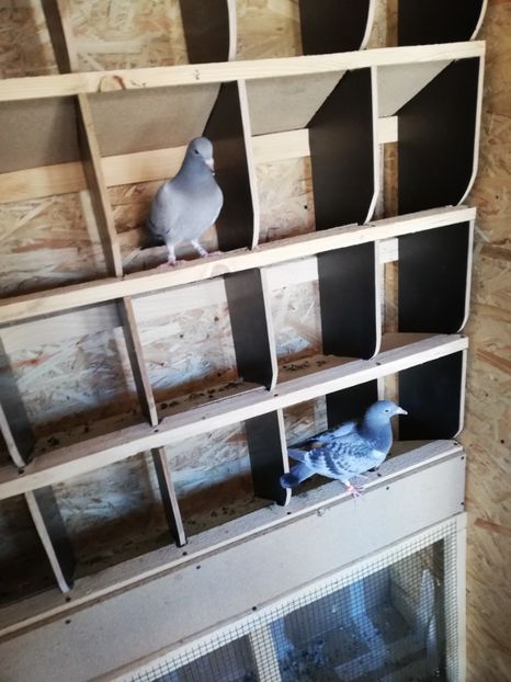  - 2020-Pui Seria întâi