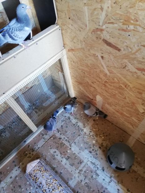  - 2020-Pui Seria întâi