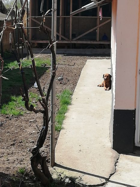  - 2020-Pui Seria întâi