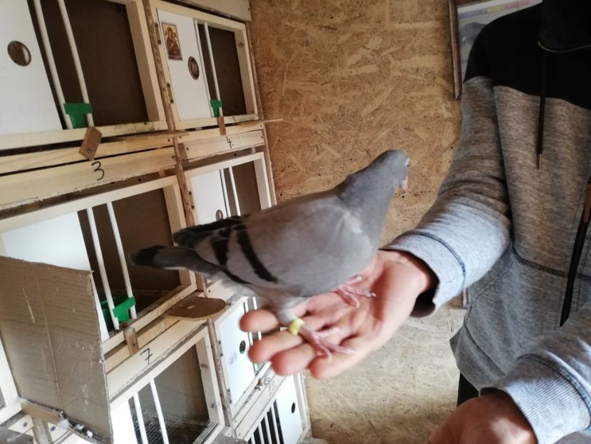  - 2020-Pui Seria întâi