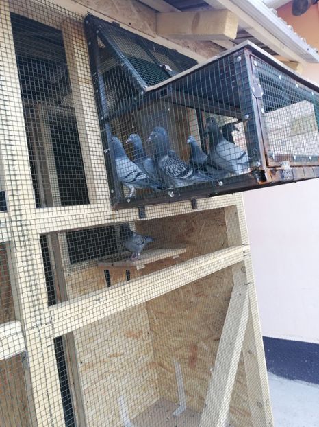  - 2020-Pui Seria întâi