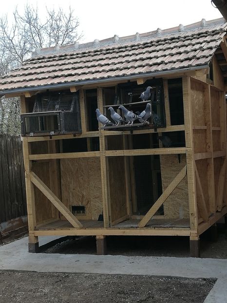  - 2020-Pui Seria întâi