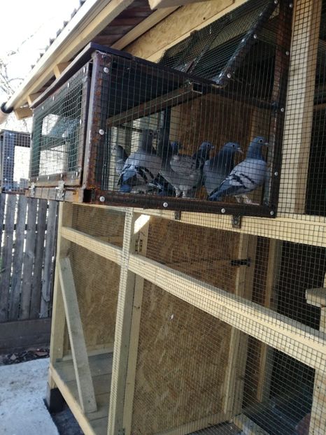 IMG-20200402-WA0002 - 2020-Pui Seria întâi