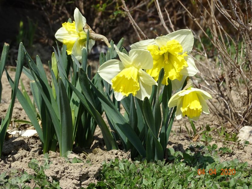 narcise Ice Follies - z-Dobarland 2020