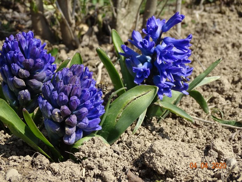 zambile Delft Blue - z-Dobarland 2020