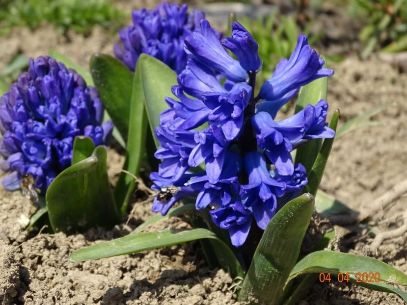 zambile Delft Blue - z-Dobarland 2020