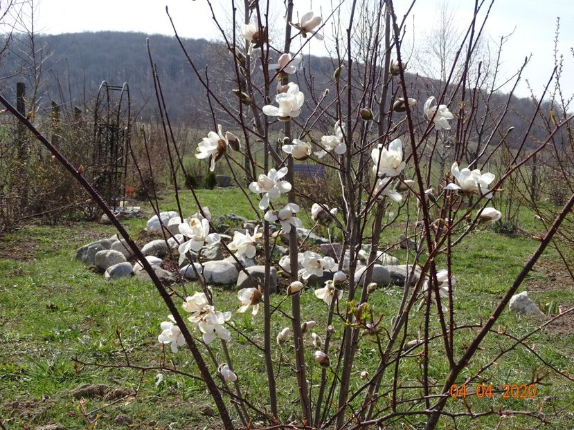 magnolia kobus - z-Dobarland 2020