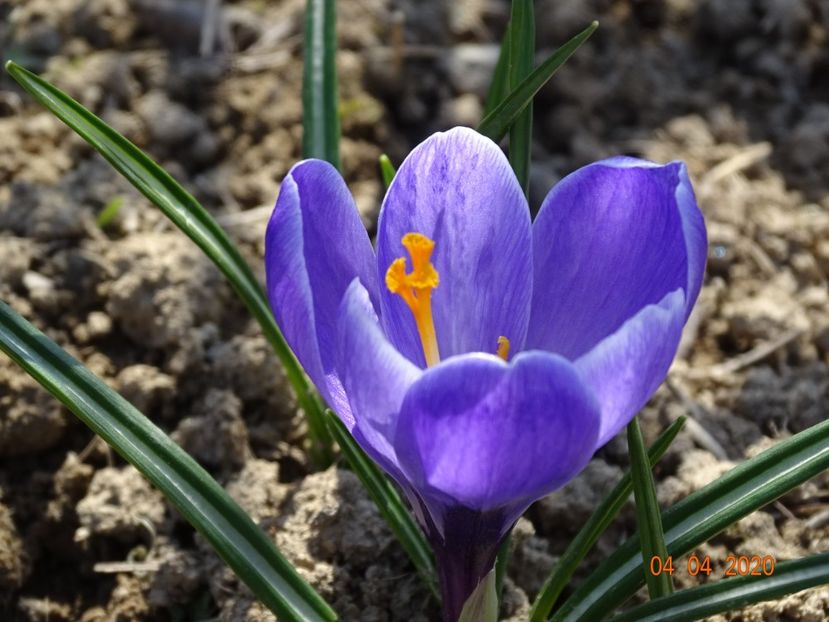 crocus Grand Maitre - z-Dobarland 2020