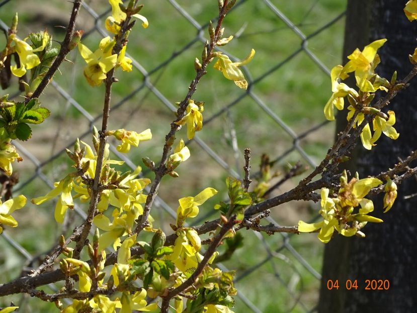 forsythia Lemon Supreme - z-Dobarland 2020