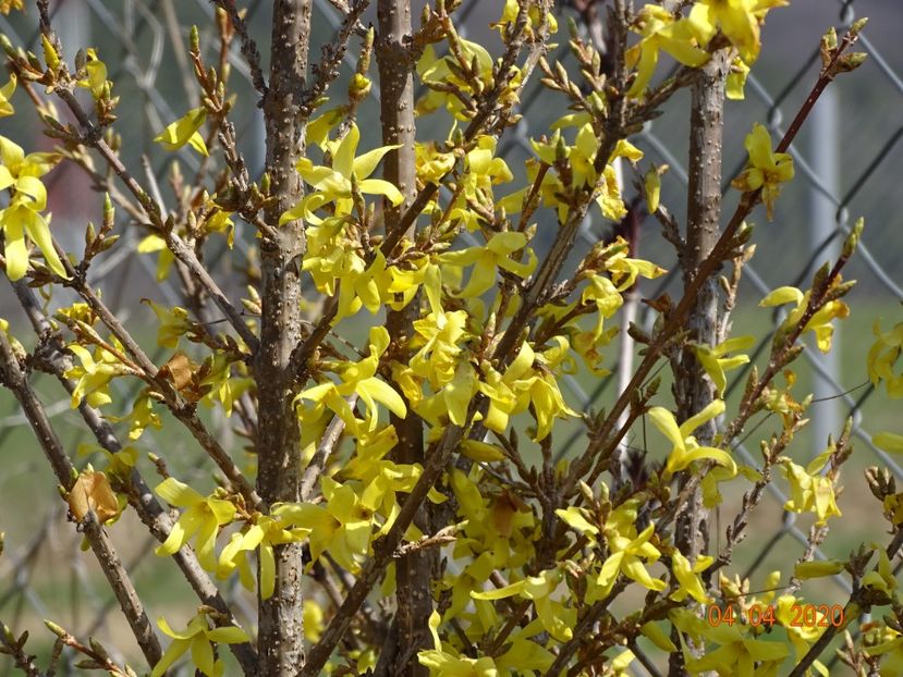 forsythia Lemon Supreme - z-Dobarland 2020